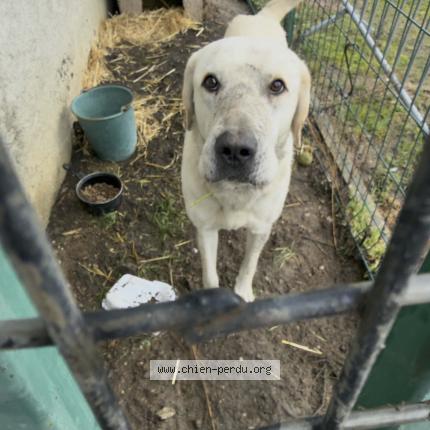 Photo 1/1 Found dog Found in Le veurdre