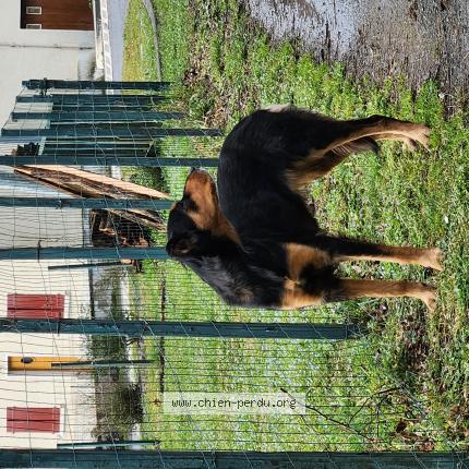 Photo 1/1 Found dog Found in Musculdy