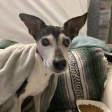 Picture of dog found at Beaucaire