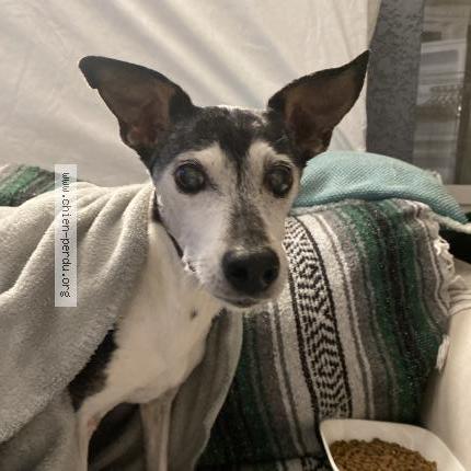 Photo 1/1 Found dog Found in Beaucaire