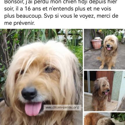 Photo 1/1 Fidji Chien lost in Riviere saint louis