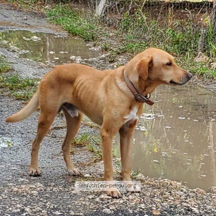 Photo 1/1 Found dog Found in Le moule