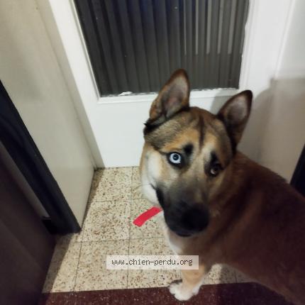 Photo 1/1 Found dog Found in Comines france