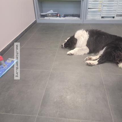 Photo 1/1 Reunited dog Found in Beychac Et Caillau