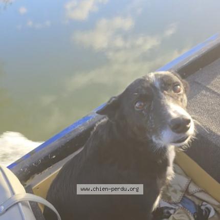 Photo 1/1 Ola Chien lost in Sainte radegonde des noyers