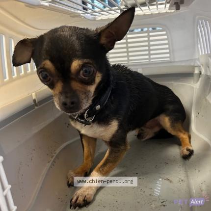 Photo 1/1 Found dog Found in Toulouse