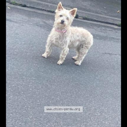 Photo 1/1 Cannelle Chien lost in Souppes sur loing