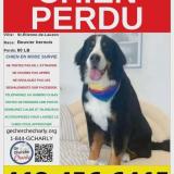 Picture of dog lost at Ste Etienne De Lauzon