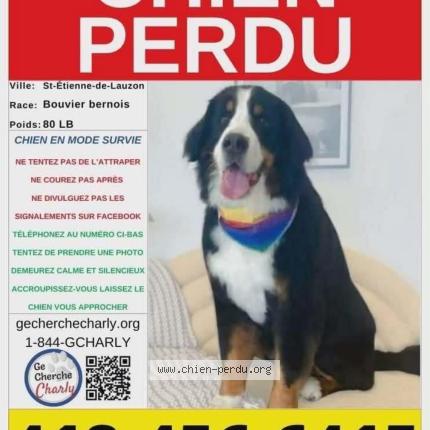 Photo 1/1 Cléo Chien lost in Ste etienne de lauzon