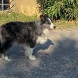 Picture of dog lost at Marseille