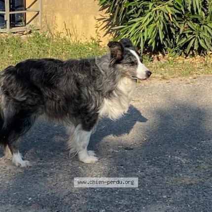 Photo 1/1 Helios Chien lost in Marseille