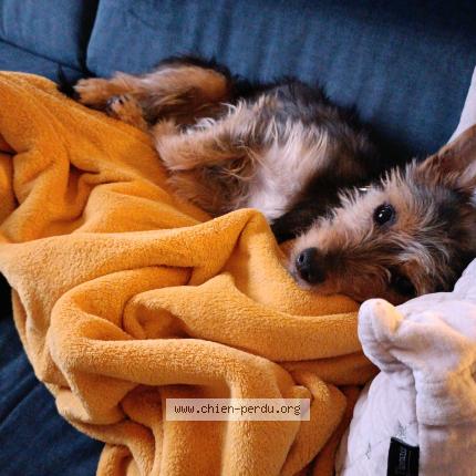 Photo 1/1 Vagabon Chien lost in Lille hellemmes