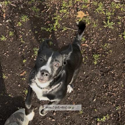 Photo 1/1 Daisy Dog lost in Troutdale