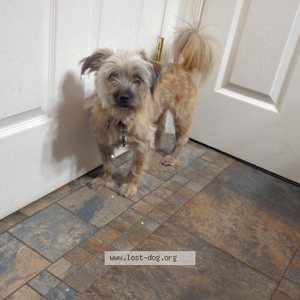 Photo 1/1 Rex Dog lost in Tappahannock