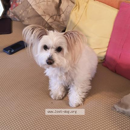 Photo 1/1 Ivy Dog lost in Montara