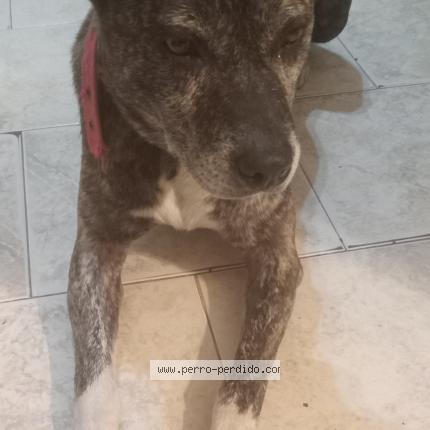 Photo 1/1 Robin Chien lost in Ezeiza