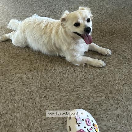 Photo 1/1 Memo Dog lost in Los angeles