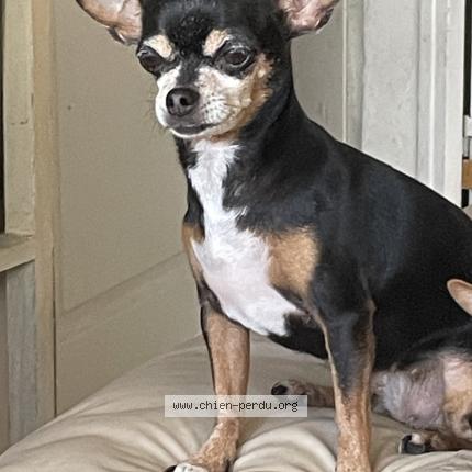 Photo 1/1 Pépite Chien lost in Mont dore