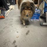 Picture of dog found at Les Avenieres