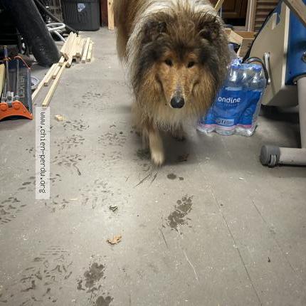 Photo 1/1 Found dog Found in Les avenieres