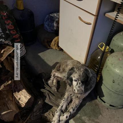 Photo 1/1 Found dog Found in Laplume