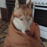 Picture of dog lost at Fonsorbes