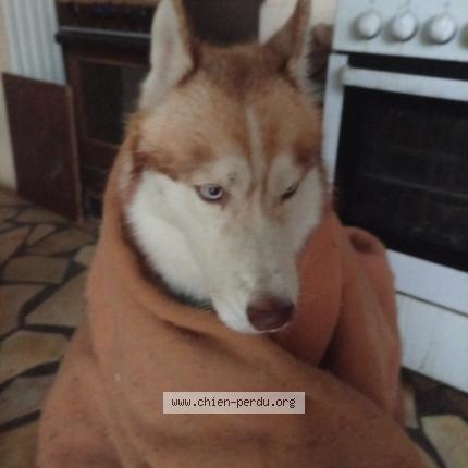 Photo 1/1 FENRIS Chien lost in Fonsorbes