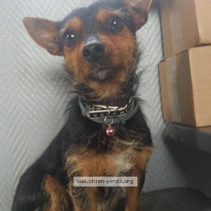 Photo 1/1 Found dog Found in Severac