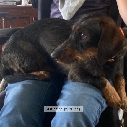 Photo 1/1 Bossuet Marie-H&eacute;l&egrave;ne Chien lost in Preaux