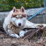 Picture of dog found at Fonsorbes