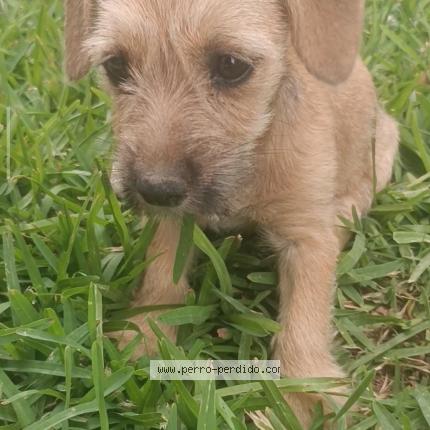 Photo 1/1 LILI Chien lost in Tacna