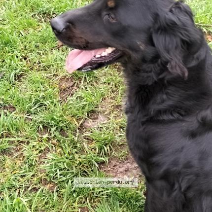 Photo 1/1 Found dog Found in Montrouveau