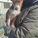 Picture of dog found at Fabregues