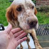 Picture of dog found at Villers Au Flos