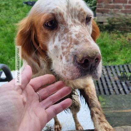 Photo 1/1 Found dog Found in Villers au flos
