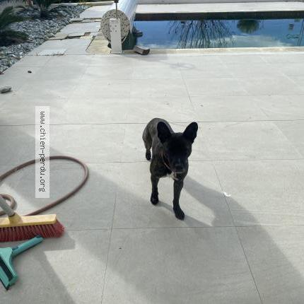 Photo 1/1 Found dog Found in Nice