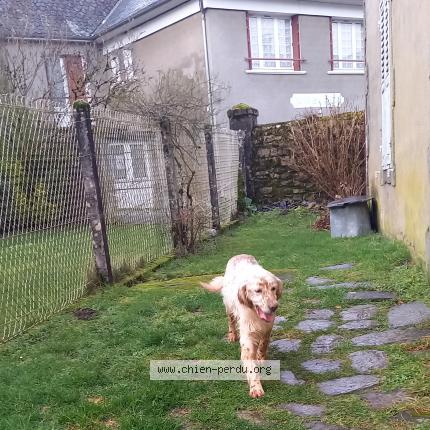 Photo 1/1 Found dog Found in Saint martin la meanne