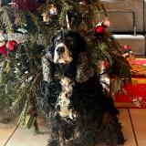 Picture of dog lost at Castex