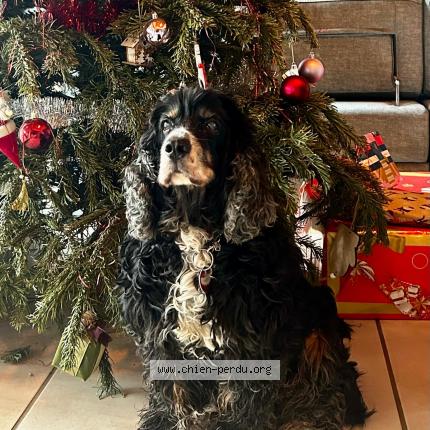 Photo 1/2 Reuben Chien lost in Castex