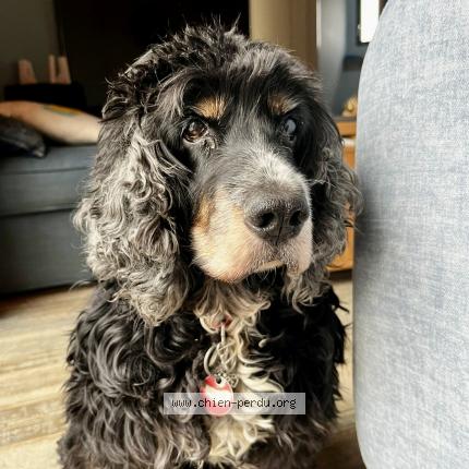 Photo 2/2 Reuben Chien lost in Castex