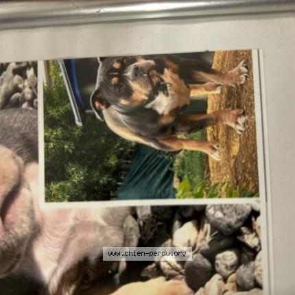 Photo 1/1 Sisko Chien lost in Cons la grand ville