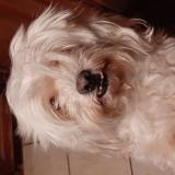 Picture of dog found at Gonfreville L Orcher