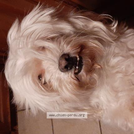 Photo 1/1 Found dog Found in Gonfreville l orcher