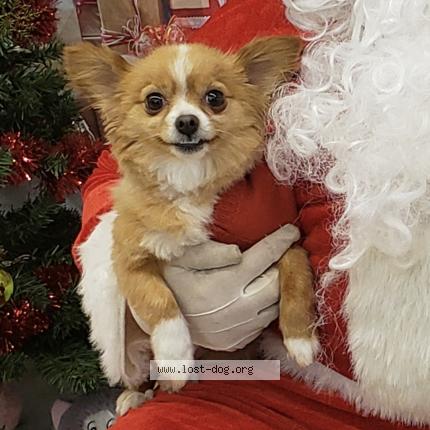 Photo 1/1 Reunited dog Lost in Indianapolis