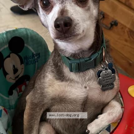 Photo 1/1 Jr Chien lost in Tucson