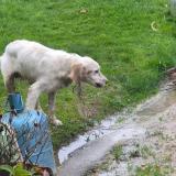 Picture of dog found at Generac