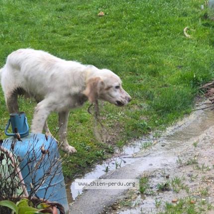 Photo 1/1 Found dog Found in Generac