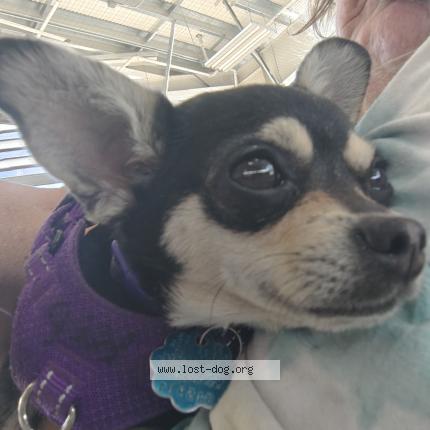 Photo 1/1 Kipington Blaze Dog lost in Las vegas