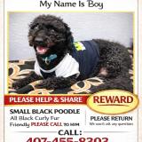 Picture of dog lost at Orlando