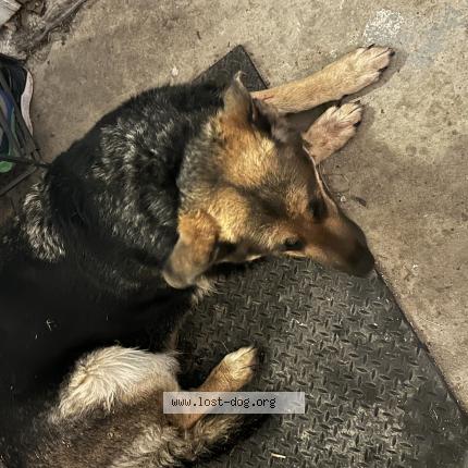 Photo 1/1 Reunited dog Found in Mokena